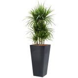 Dracaena Marginata hydrocultuur in Runner vierkant antraciet | Drakenbloedboom