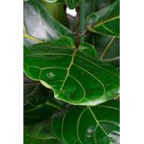 Ficus Lyrata in Metallic Globe coffee | Vioolbladplant / Tabaksplant