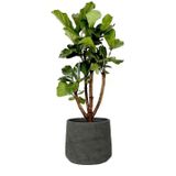 Ficus Lyrata vertakt in Rugged Patt zwart | Vioolbladplant / Tabaksplant