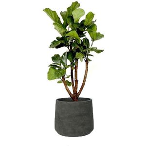 Ficus Lyrata vertakt in Rugged Patt zwart | Vioolbladplant / Tabaksplant