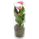 Anthurium rood in vaas small | Flamingoplant