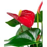 Anthurium rood in vaas small | Flamingoplant