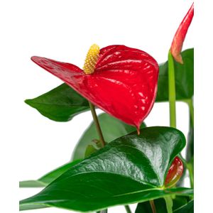 Anthurium rood in vaas small | Flamingoplant