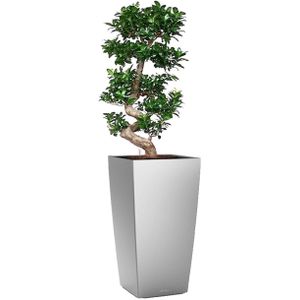 Ficus Bonsai in watergevende Cubico zilver | Bonsai