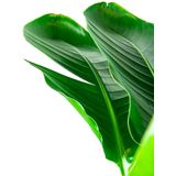 Strelitzia Nicolai in Greenville groen | Paradijsvogelplant
