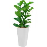 Ficus Lyrata hydrocultuur in Runner vierkant wit | Vioolbladplant / Tabaksplant