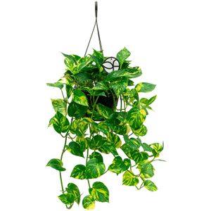 Scindapsus Aureum | Drakenklimop