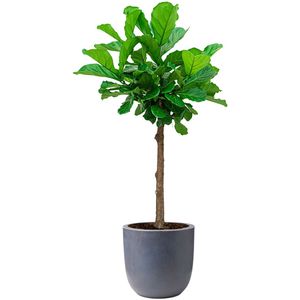 Ficus Lyrata op stam in Urban Smooth Egg Planter donkergrijs | Vioolbladplant / Tabaksplant