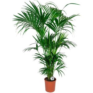Kentia Howea XL | Kentia palm