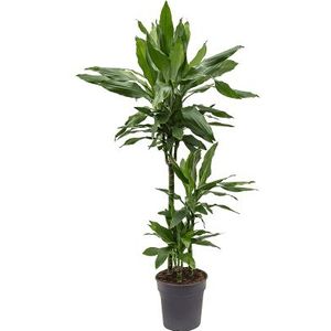 Dracaena Janet Lind 3-stam | Drakenbloedboom