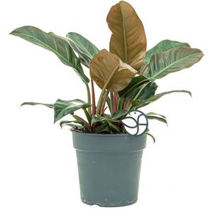 Philodendron Imperial Red | Philodendron
