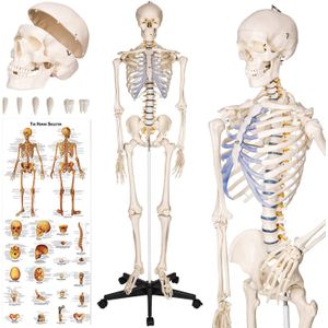tectake® - Anatomie skelet - spier- en botmarkering - incl. poster met spieren en botten - 181cm - 400502