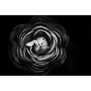 Spatscherm Black Flower - 100x50 cm