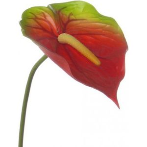 Bellatio flowers & plans Anthurium - rood met groen - 78 cm