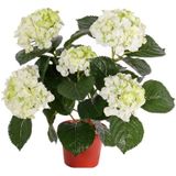 Hortensia kunstplant/kunstbloemen 36 cm - wit/groen - in pot taupe mat