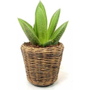 Planten/bloemen mand - rond - rotan - gevlochten riet - D39 x H36 cm - drypot