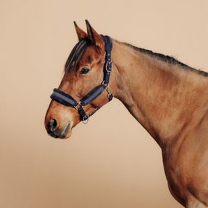 matig Vorming behandeling Paarden groothandel - Paardrij-accessoires kopen? | Ruim assortiment! |  beslist.nl