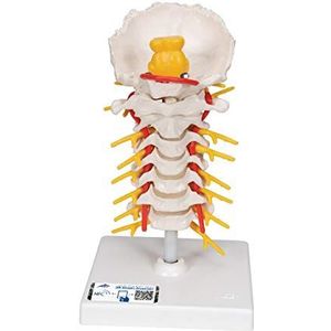 3B Scientific 3B Smart Anatomy A72 zuil met kervicale zuil + gratis anatomie-software