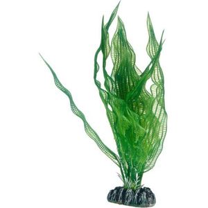 Hobby Aponogeton plant voor aquaria, 25 cm
