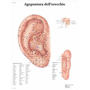 3B Scientific vr4821l acupunctuur van het oor, 1