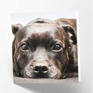 Maturi Blanco wenskaart met afbeelding van Staffordshire Bull Terrier