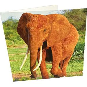 Maturi Blanco wenskaart met olifantenmotief, meerkleurig, 441061