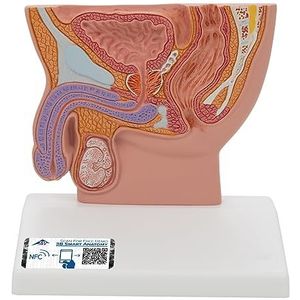 3B Scientific H12 mannelijke wastafel, schaal 1/2 + gratis anatomie-software – 3B Smart Anatomy