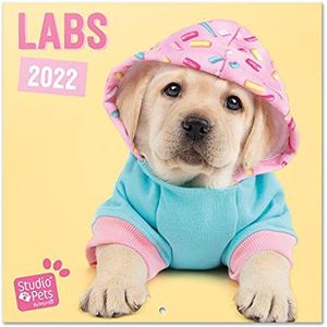 Grupo Erik - Kalender 2021/2022 Studio Pets honden, Labrador – 16 maanden | wandkalender, van september 2021 tot december 2022 | 30 x 60 cm, 6 talen, FSC-gecertificeerd