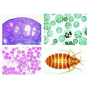 Microscopie Biologie microbehandelde serie: Schulserie C (aanvullend stuk A en B) 50 stuks