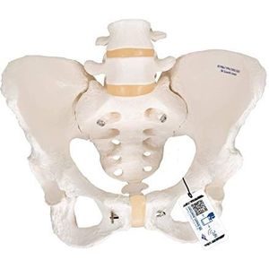 3B Scientific Vrouwelijke bekken skelet + gratis anatomie software - 3B Smart Anatomy