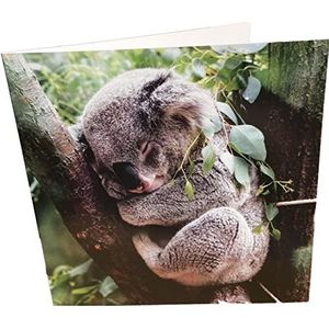 koala verjaardagskaart, vierkant