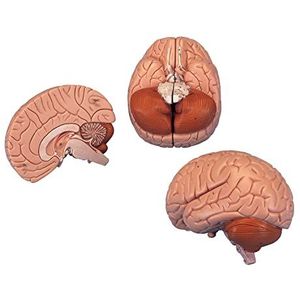 3B Scientific C15 hersenen in 2 delen + gratis anatomie-software – 3B Smart Anatomy