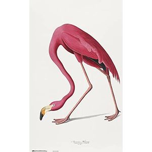 Erik American Flamingo Poster, 61 x 91,5 cm