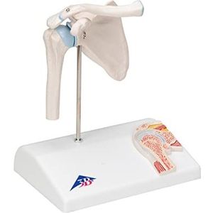 3B Scientific A86/1 mini-schoudergewricht met dwarsdoorsnede, gebaseerd + gratis anatomie-software - 3B Smart Anatomy