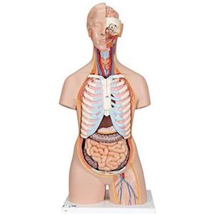 3B Scientific B17 klassieke sekssorso met open rug, 21 delen + gratis anatomie-software – 3B Smart Anatomy