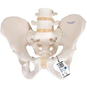 3B Scientific Anatomie menselijke anatomie – bekkenskeletmodel + gratis anatomie software – 3B Smart Anatomy