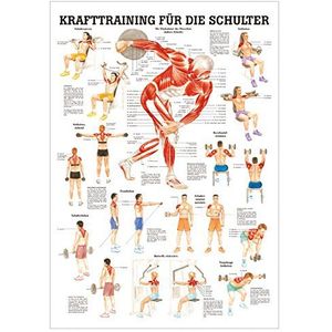 Anatomische mini-poster voor krachttraining, schouder, 34 x 24 cm