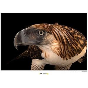 Komar National Geographic WB-NG-020-50 x 40 cm muurschildering zonder lijst, motief bedreigde dieren