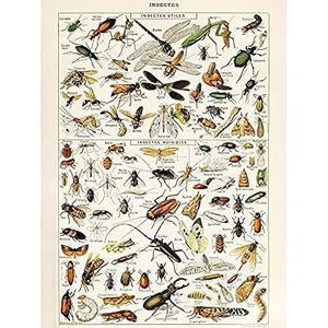 Millot Encyclopedia Pagina Insecten Dragonfly Unframed Wall Art Print Poster Home Decor Premium Wall Poster Home Deco
