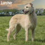 Lurcher Vierkante wandkalender 2025, hondenraskalender, 12 maanden januari tot december 2025, met een planningspagina voor 2026