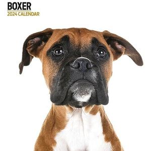 Boxer Modern kalender 2024