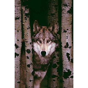 Wolven Gray Wolf Poster 61 x 91,5 cm