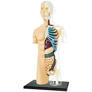 EXPLORA - Halve torso – anatomie van het menselijk lichaam – 546083 – realistisch model met 37 delen – montagehandleiding en educatieve quiz – ontdekkingsset – spel voor kinderen – wetenschappelijk –