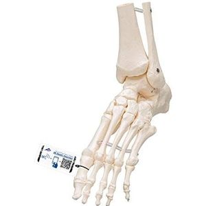 3B Scientific 3B Smart Anatomy Voetskelet met Tibia/Peroné, elastische montage + gratis anatomie software