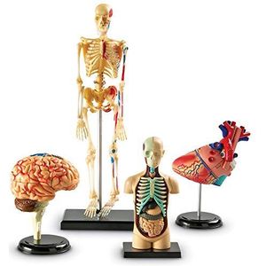 Anatomische modelset van Learning Resources