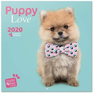 ERIK® Studio Pets Puppies wandkalender 2020, 30 x 30 cm (opengeklapt), 30 x 60 cm in staand formaat)