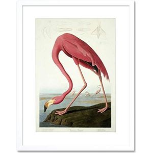 Wee Blue Coo Nature Audubon schilderij, ingelijst, Amerikaanse flamingo