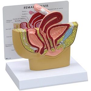 GPI Anatomicals 3500 vrouwelijke bekken model doorsnede