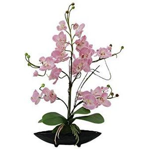 EUROPALMS Orchid Arrangement EVA, violet