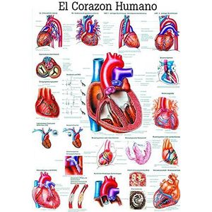 Ruediger Anatomie ES12 El Corazon Humano wandfoto, 70 x 100 cm, papier